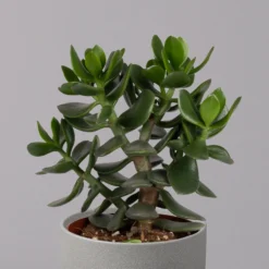 Geldbaum, Verschiedene Formen, Topf-Ø 12 Cm, Höhe Ca. 20 Cm, 3er-Set -Elho || LECHUZA Verkäufe 0250103046 Crassula ovata Sorte nach Verfuegbarkeit 10