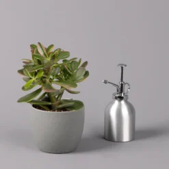 Geldbaum, Verschiedene Formen, Topf-Ø 12 Cm, Höhe Ca. 20 Cm, 3er-Set -Elho || LECHUZA Verkäufe 0250103046 Crassula ovata Sorte nach Verfuegbarkeit 11