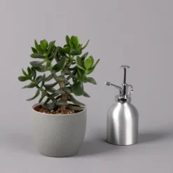 Geldbaum, Verschiedene Formen, Topf-Ø 12 Cm, Höhe Ca. 20 Cm, 3er-Set -Elho || LECHUZA Verkäufe 0250103046 Crassula ovata Sorte nach Verfuegbarkeit 12