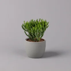 Elho || LECHUZA Verkäufe -Elho || LECHUZA Verkäufe 0250103046 Crassula ovata Sorte nach Verfuegbarkeit 2