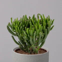 Geldbaum, Verschiedene Formen, Topf-Ø 12 Cm, Höhe Ca. 20 Cm, 3er-Set -Elho || LECHUZA Verkäufe 0250103046 Crassula ovata Sorte nach Verfuegbarkeit 3