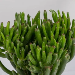 Geldbaum In Keramiktopf Dallas Weiß, Verschiedene Formen, Topf-Ø 12cm, 3er-Set -Elho || LECHUZA Verkäufe 0250103046 Crassula ovata Sorte nach Verfuegbarkeit 4