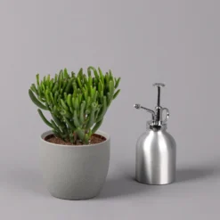 Geldbaum, Verschiedene Formen, Topf-Ø 12 Cm, Höhe Ca. 20 Cm, 3er-Set -Elho || LECHUZA Verkäufe 0250103046 Crassula ovata Sorte nach Verfuegbarkeit 5