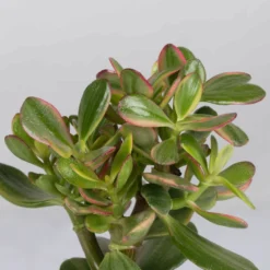 Geldbaum, Verschiedene Formen, Topf-Ø 12 Cm, Höhe Ca. 20 Cm, 3er-Set -Elho || LECHUZA Verkäufe 0250103046 Crassula ovata Sorte nach Verfuegbarkeit 6 1