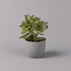 Geldbaum, Verschiedene Formen, Topf-Ø 12 Cm, Höhe Ca. 20 Cm, 3er-Set -Elho || LECHUZA Verkäufe 0250103046 Crassula ovata Sorte nach Verfuegbarkeit 7