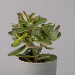Geldbaum, Verschiedene Formen, Topf-Ø 12 Cm, Höhe Ca. 20 Cm, 3er-Set -Elho || LECHUZA Verkäufe 0250103046 Crassula ovata Sorte nach Verfuegbarkeit 8