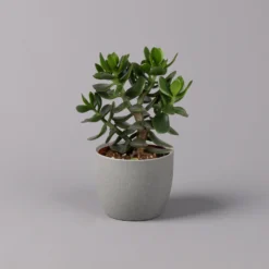 Geldbaum, Verschiedene Formen, Topf-Ø 12 Cm, Höhe Ca. 20 Cm, 3er-Set -Elho || LECHUZA Verkäufe 0250103046 Crassula ovata Sorte nach Verfuegbarkeit 9