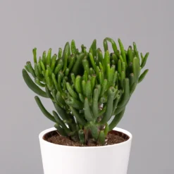 Geldbaum In Keramiktopf Dallas Weiß, Verschiedene Formen, Topf-Ø 12cm, 3er-Set -Elho || LECHUZA Verkäufe 0250103047 Crassula ov Dallas weiss 3er Set 3