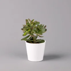 Geldbaum In Keramiktopf Dallas Weiß, Verschiedene Formen, Topf-Ø 12cm, 3er-Set -Elho || LECHUZA Verkäufe 0250103047 Crassula ov Dallas weiss 3er Set 5