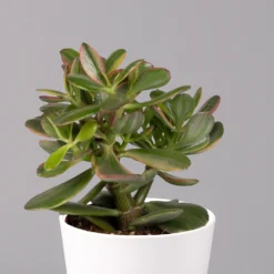 Geldbaum In Keramiktopf Dallas Weiß, Verschiedene Formen, Topf-Ø 12cm, 3er-Set -Elho || LECHUZA Verkäufe 0250103047 Crassula ov Dallas weiss 3er Set 6