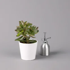 Geldbaum In Keramiktopf Dallas Weiß, Verschiedene Formen, Topf-Ø 12cm, 3er-Set -Elho || LECHUZA Verkäufe 0250103047 Crassula ov Dallas weiss 3er Set 7