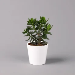 Geldbaum In Keramiktopf Dallas Weiß, Verschiedene Formen, Topf-Ø 12cm, 3er-Set -Elho || LECHUZA Verkäufe 0250103047 Crassula ov Dallas weiss 3er Set 8