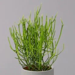 Bleistiftstrauch, Topf-Ø 13 Cm, Höhe Ca. 28 Cm, 2er-Set -Elho || LECHUZA Verkäufe 0250103247 Euphorbia tirucalli 13cm 2er Set 3