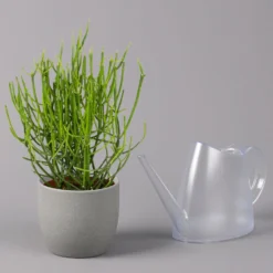 Bleistiftstrauch, Topf-Ø 13 Cm, Höhe Ca. 28 Cm, 2er-Set -Elho || LECHUZA Verkäufe 0250103247 Euphorbia tirucalli 13cm 2er Set 4