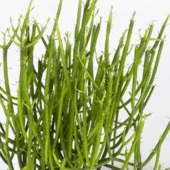 Bleistiftstrauch, Topf-Ø 13 Cm, Höhe Ca. 28 Cm, 2er-Set -Elho || LECHUZA Verkäufe 0250103247 Euphorbia tirucalli 2er Set 2