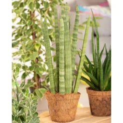 Bogenhanf 'Straight', Topf-Ø 21 Cm, Höhe Ca. 70 Cm -Elho || LECHUZA Verkäufe 0250200009 Sansevieria cylindrica Spaghetti