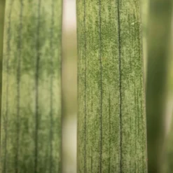 Bogenhanf 'Straight', Topf-Ø 21 Cm, Höhe Ca. 70 Cm -Elho || LECHUZA Verkäufe 0250200009 Sansevieria cylindrica Spaghetti1