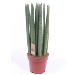 Bogenhanf 'Straight', Topf-Ø 21 Cm, Höhe Ca. 70 Cm