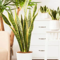 Bogenhanf, Topf-Ø 21 Cm, Höhe Ca. 80 Cm -Elho || LECHUZA Verkäufe 0250200546 Sansevieria Trifasciata Laurentii3