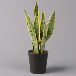 Elho || LECHUZA Verkäufe -Elho || LECHUZA Verkäufe 0250200718 Sansev Laurentii Dallas anthrazit 1