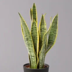 Bogenhanf In Keramiktopf Anthrazit, Topf-Ø 12 Cm, Höhe Ca. 35-45 Cm, 3er-Set -Elho || LECHUZA Verkäufe 0250200718 Sansev Laurentii Dallas anthrazit 2