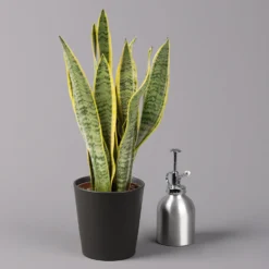 Bogenhanf In Keramiktopf Anthrazit, Topf-Ø 12 Cm, Höhe Ca. 35-45 Cm, 3er-Set -Elho || LECHUZA Verkäufe 0250200718 Sansev Laurentii Dallas anthrazit 3