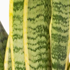 Bogenhanf In Keramiktopf Anthrazit, Topf-Ø 12 Cm, Höhe Ca. 35-45 Cm, 3er-Set -Elho || LECHUZA Verkäufe 0250200718 Sansev Laurentii Dallas anthrazit 4