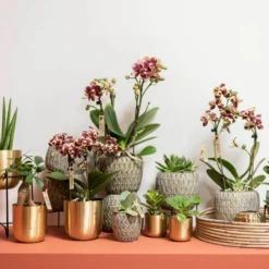 Phalaenopsis, Gesprenkelte Sorten, 3 Rispen, Topf-Ø 9 Cm, Höhe Ca. 30 Cm -Elho || LECHUZA Verkäufe 0290100047