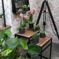 Phalaenopsis, Gesprenkelte Sorten, 3 Rispen, Topf-Ø 9 Cm, Höhe Ca. 30 Cm -Elho || LECHUZA Verkäufe 0290100047 Phalaenopsis 3R gesprenkelt 9 cm T H 30 cm