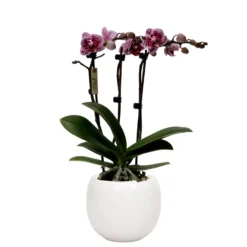 Phalaenopsis, Gesprenkelte Sorte, 3 Rispen, Topf-Ø 9 Cm, Mit Keramikübertopf