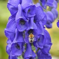 Schattenstauden Set, 18 Pflanzen Für 3 M², Bunt -Elho || LECHUZA Verkäufe 0310100016 Aconitum napellus tk 122491