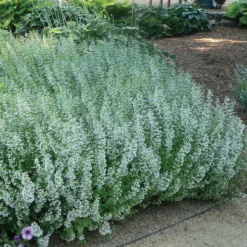 Trockenresistente Stauden Set, 18 Pflanzen Für 3 M², Bunt 26 Trockenresistente Stauden Set, 18 Pflanzen Für 3 M², Bunt -Elho || LECHUZA Verkäufe 0310107644 Calamintha nepeta Koelle 11cm Topf blau 75687