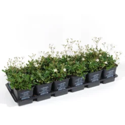 Vinca Minor Austria® (Immergrün-Duo Rot/weiß), 6er-Set, Topf 13 Cm Ø -Elho || LECHUZA Verkäufe 0310107705 Vinca minor Austria 6er Set rot weiss 2 103574