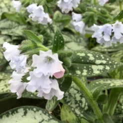 Lungenkraut 'Opal' Hellblau, Topf-Ø 12 Cm, 3er-Set -Elho || LECHUZA Verkäufe 0310150217 Pulmonaria Opal hellblau1 76913