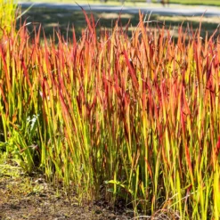 Japanisches Blutgras 'Red Baron', 2er-Set, Blattspitzen In Rot, Je Im 14 Cm Topf -Elho || LECHUZA Verkäufe 0310300343 Imperata cylindrica Red Baron 2 81620