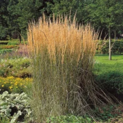 Trockenresistente Stauden Set, 18 Pflanzen Für 3 M², Bunt 39 Trockenresistente Stauden Set, 18 Pflanzen Für 3 M², Bunt -Elho || LECHUZA Verkäufe 0310300400 Calamagrostis Karl Foerster Koelles Beste 11cm Topf 4890