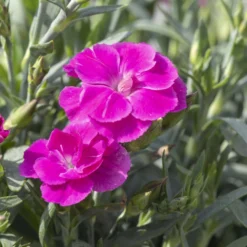 Duftnelken 'Peman' Pink, Topf-Ø 12/13 Cm, 6er-Set 7 Duftnelken 'Peman' Pink, Topf-Ø 12/13 Cm, 6er-Set -Elho || LECHUZA Verkäufe 0310501037 Dianthus Peman 3er Set 87643