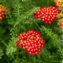 Trockenresistente Stauden Set, 18 Pflanzen Für 3 M², Bunt 24 Trockenresistente Stauden Set, 18 Pflanzen Für 3 M², Bunt -Elho || LECHUZA Verkäufe 0319100243 Achillea millefolium rot 1 83071