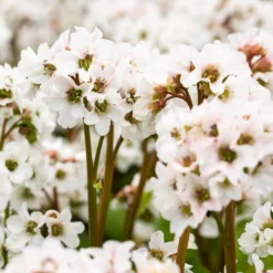 Schattenstauden Set, 18 Pflanzen Für 3 M², Bunt -Elho || LECHUZA Verkäufe 0319100267 Bergenia Schneekristall weiss1.jpg 84692