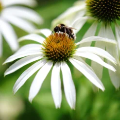 Trockenresistente Stauden Set, 18 Pflanzen Für 3 M², Bunt 32 Trockenresistente Stauden Set, 18 Pflanzen Für 3 M², Bunt -Elho || LECHUZA Verkäufe 0319100307 Echinacea Alba tk 122494