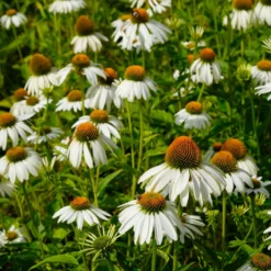 Trockenresistente Stauden Set, 18 Pflanzen Für 3 M², Bunt 37 Trockenresistente Stauden Set, 18 Pflanzen Für 3 M², Bunt -Elho || LECHUZA Verkäufe 0319100307 Echinacea purpurea Alba 3er Set 15 113907