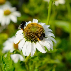 Trockenresistente Stauden Set, 18 Pflanzen Für 3 M², Bunt 35 Trockenresistente Stauden Set, 18 Pflanzen Für 3 M², Bunt -Elho || LECHUZA Verkäufe 0319100307 Echinacea purpurea Alba 3er Set 8 113909