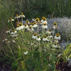 Trockenresistente Stauden Set, 18 Pflanzen Für 3 M², Bunt 34 Trockenresistente Stauden Set, 18 Pflanzen Für 3 M², Bunt -Elho || LECHUZA Verkäufe 0319100307 Echinacea purpurea Alba 84699