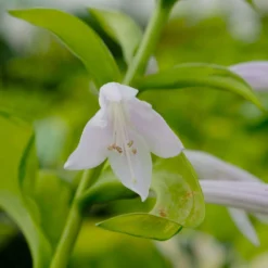 Funkie 'Stained Glass' Hellviolett, Topf-Ø 11 Cm, 3er-Set -Elho || LECHUZA Verkäufe 0319100343 Hosta Stained Glass 3er Set 8 113852