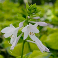 Funkie 'Stained Glass' Hellviolett, Topf-Ø 11 Cm, 3er-Set -Elho || LECHUZA Verkäufe 0319100343 Hosta Stained Glass 3er Set 9 113851