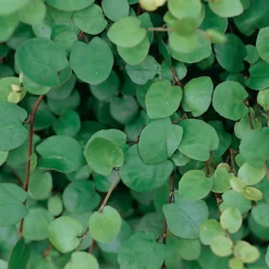 Calocephalus & Mühlenbeckie, Topf-Ø 23 Cm 13 Calocephalus & Mühlenbeckie, Topf-Ø 23 Cm -Elho || LECHUZA Verkäufe 0319100426 Muehlenbeckia complexa 3er Set 1 85225