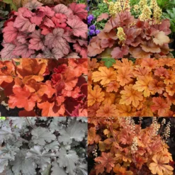 Purpurglöckchen Rot-braunlaubig, Topf-Ø 12 Cm, 3er-Set