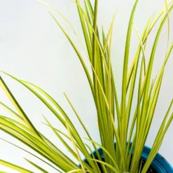 Kalmus 'Ogon' Grün-gelb, Topf-Ø 12 Cm, 3er-Set -Elho || LECHUZA Verkäufe 0319100458 acorus ogon 4 125002