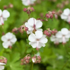 Schattenstauden Set, 18 Pflanzen Für 3 M², Bunt -Elho || LECHUZA Verkäufe 0319100480 Geranium cantab Biokovo 3er Set weiss 1 107560