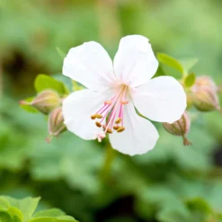 Schattenstauden Set, 18 Pflanzen Für 3 M², Bunt -Elho || LECHUZA Verkäufe 0319100480 Geranium cantab Biokovo 3er Set weiss 2 107561